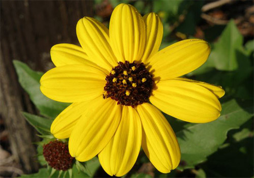 Beach Dune Sunflower photo