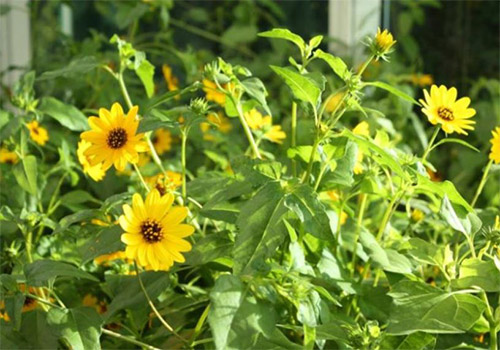 Beach Dune Sunflower photo