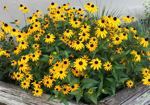 Rudbeckia photo