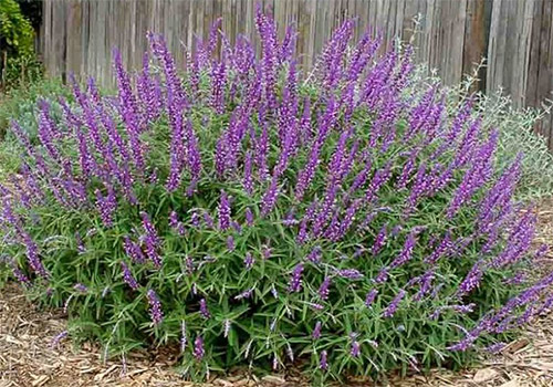 Salvia Leucantha photo