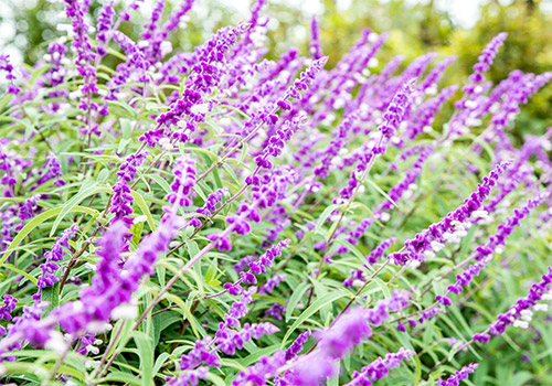 Salvia Leucantha photo