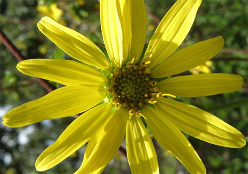 Starry Rosinweed photo