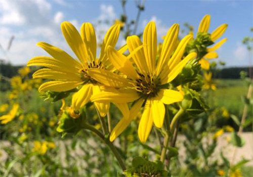 Starry Rosinweed photo