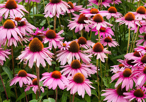 Purple Coneflower photo