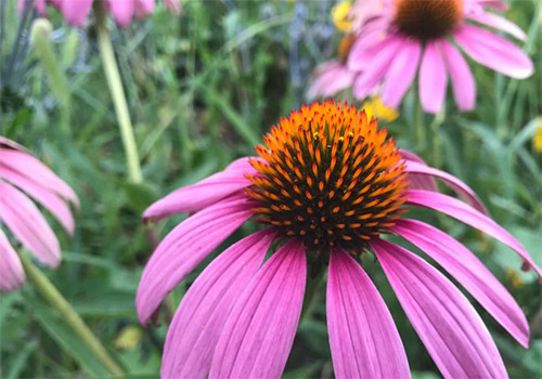 Purple Coneflower photo