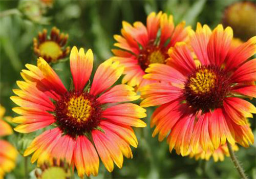 Blanket Flower photo