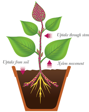 Why Use Plant Growth Regulators photo