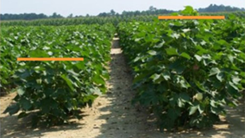 Why Use Plant Growth Regulators photo