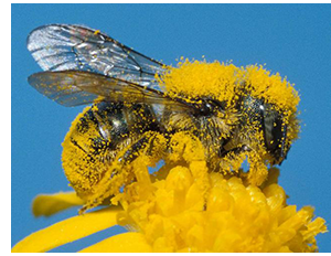 The Benefits of Pollinators photo