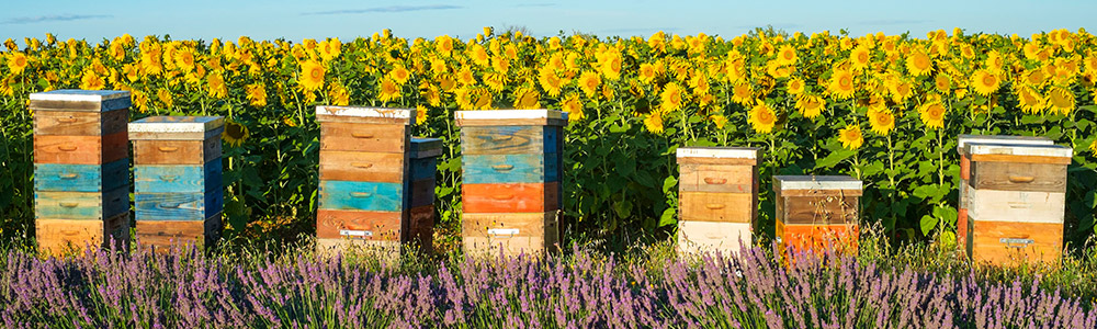 Bee Hives photo