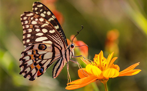 Butterfly photo