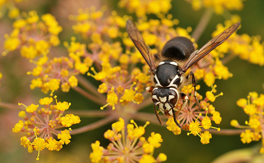 Wasp photo