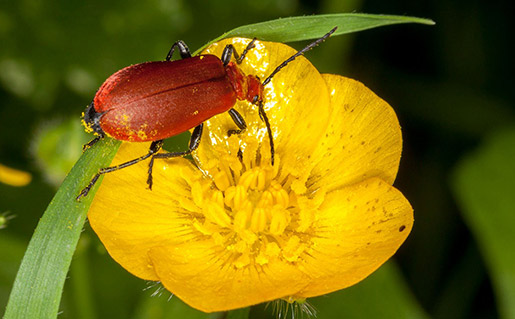 Beetle photo