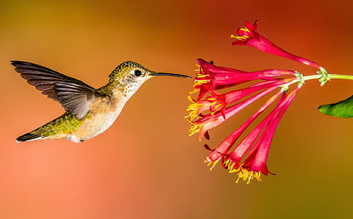 Hummingbird photo