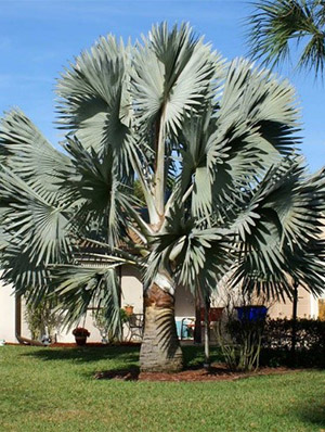 Bismarck Palm photo