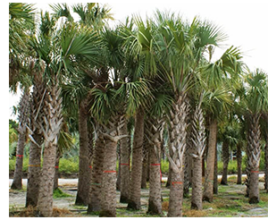 Specific Palm Disease Management photo