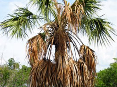 Sabal Palm Decline photo