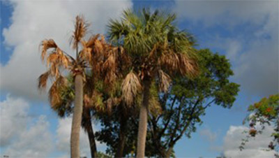 Sabal Palm Decline photo