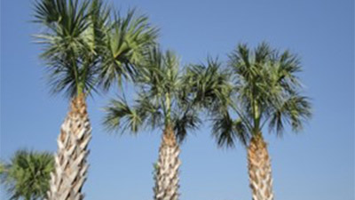 Over-pruned Palms photo