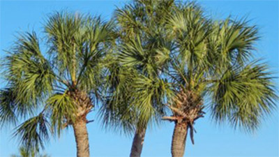 Examples of palms pruned at 9-3 o'clock positions photo