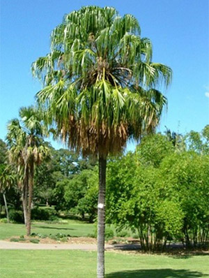Ribbon Fan Palm photo
