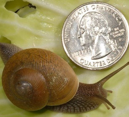Brown Garden Snail photo