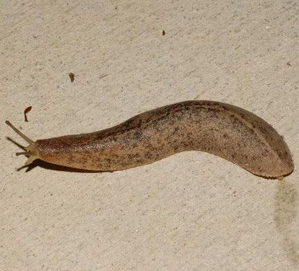 Marsh Slug photo