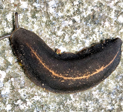 Tropical Leatherleaf Slug photo