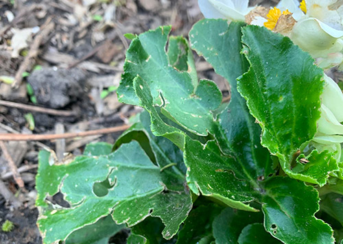 Damage on Begonia photo