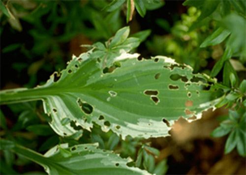 Damage on Hosta photo