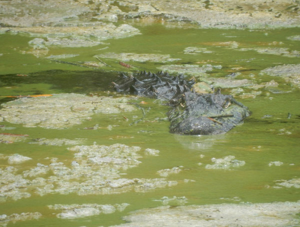 Gator in Algae photo