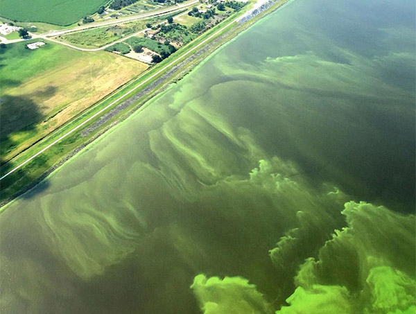 Algae Bloom photo