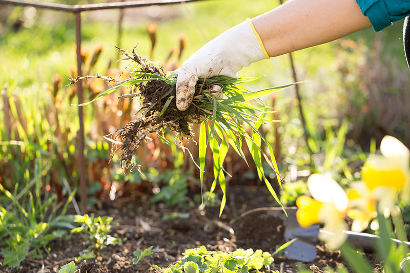 Taming Summer Weeds photo