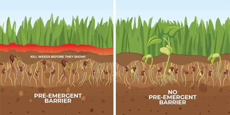 Diagram Pre-Emergent Herbicide photo