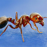 Floating Imported Red Fire Ants: A Post-Hurricane Hazard in the Landscape photo