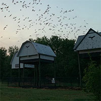 The Vital Role of Bats in our Florida Landscape photo