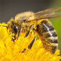 The Vital Role of Honeybees and How We Can Protect Them When Using Pesticides photo