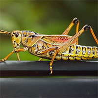 Lubber Grasshoppers and Tussock Moth Damage: A Springtime Challenge in Florida photo