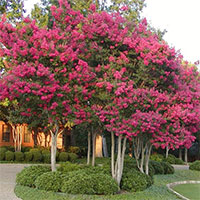 Pruning Crape Myrtles photo