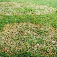 Understanding Large Patch Disease and its Effects on Florida Turfgrasses photo