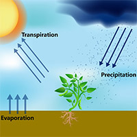 Transitioning from the Wet Season to the Dry Season in Florida: A Landscape Evolution photo