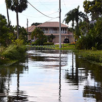 Caring for Your Landscape After Hurricane Floodwaters: Fresh and Saltwater Challenges photo