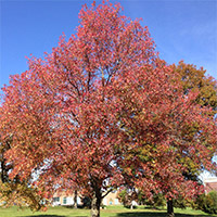 Winter Foliage Color in our Florida Landscape photo