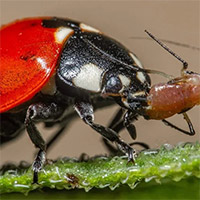 Harnessing Natures Defenders - The Vital Role of Predatory Insects and Parasitic Wasps in the Florida Landscape photo