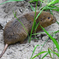 Understanding Gophers, Moles and Voles in Florida Landscapes photo