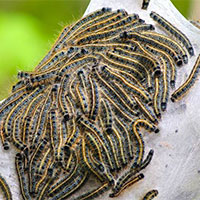 Tree Pests photo