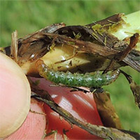 Turf Grass Pests photo